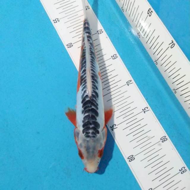 Shusui 29cm
