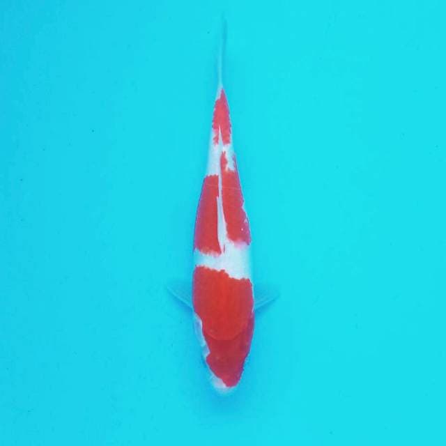 I. Kohaku #27cm