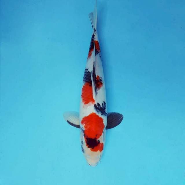HARUNA 9 - SHOWA SANSOKU ®