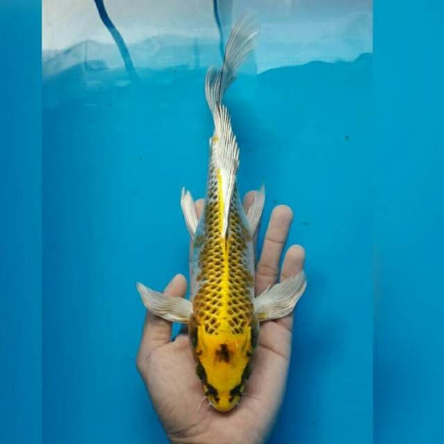 KUMPAI KUJAKU KUNING