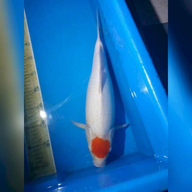 F1 Tancho kohaku bulky