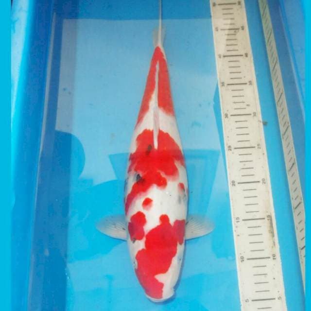 42cm ABSTRAK SANKE