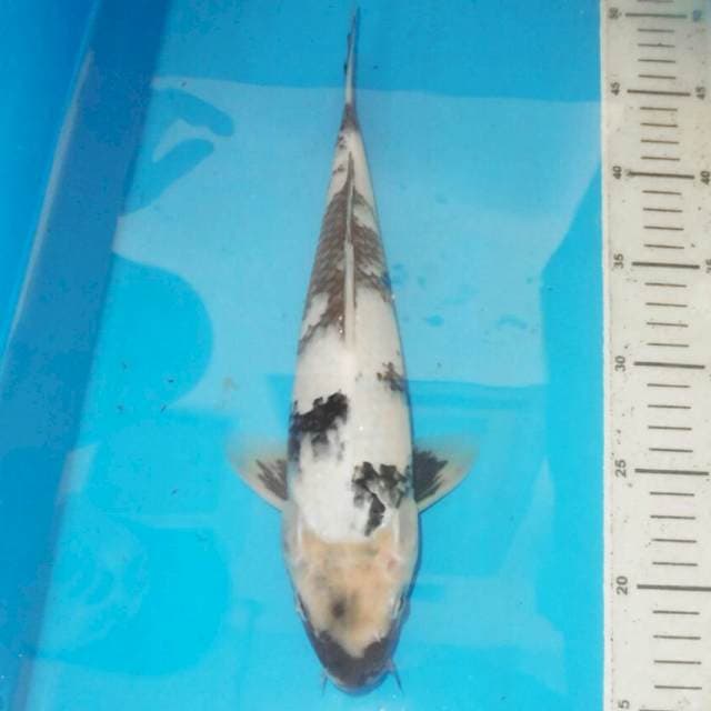 33cm MOTOGORO SHIRO