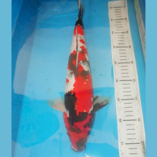 45cm STRONG KINDAI SHOWA