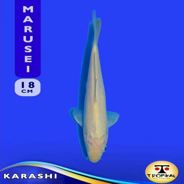 Karashi (Marusei Farm) 18cm. Import & Breeder Sertifikat
