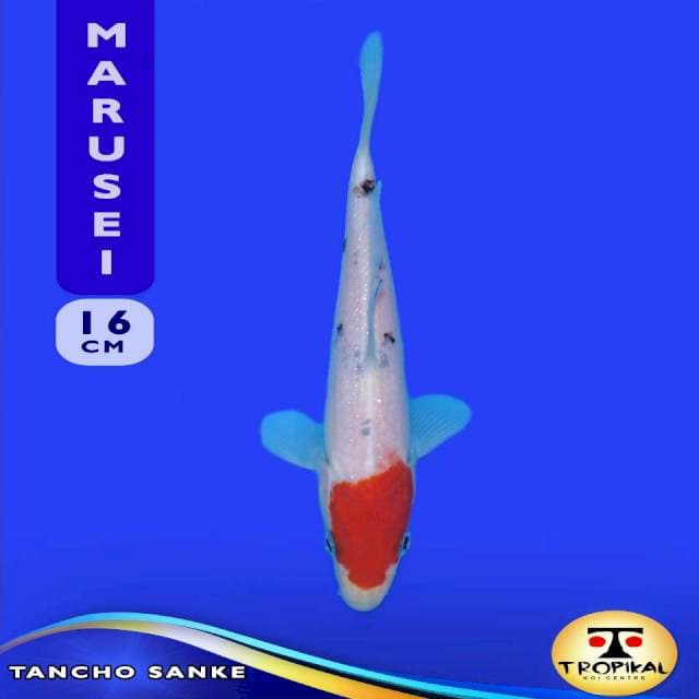 Tancho Sanke (Marusei Farm) 16cm. Import & Breeder Sertifikat