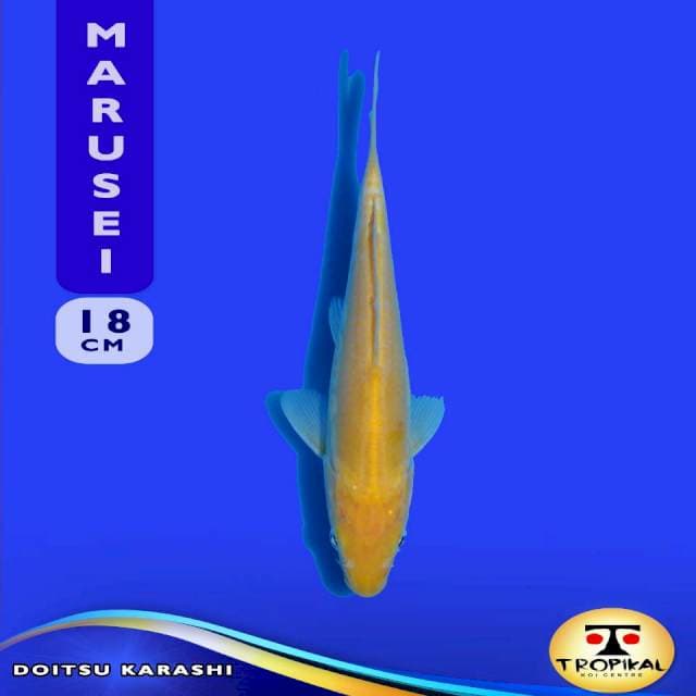 Doitsu Karashi (Marusei Farm) 18cm. Import & Breeder Sertifikat