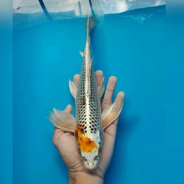 SIKUMPAI