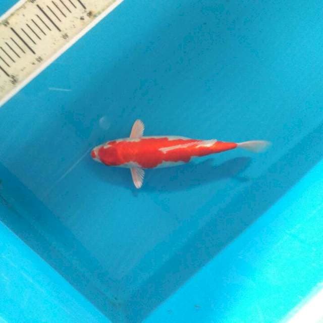 Kohaku hikari30
