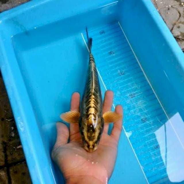 GOLDEN KIKO