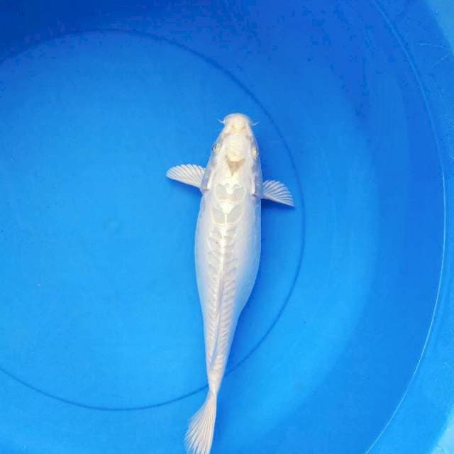 Kusui