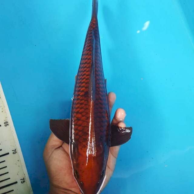 CHAGOI TEMBAGA 36CM
