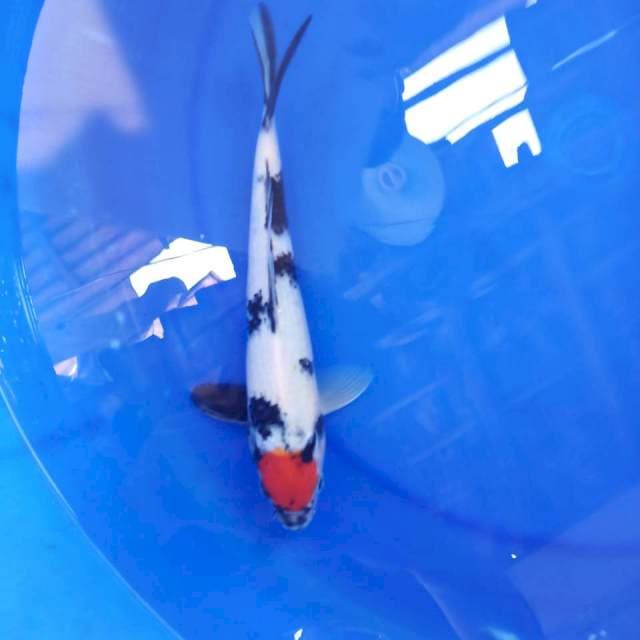 Tancho showa 27cm