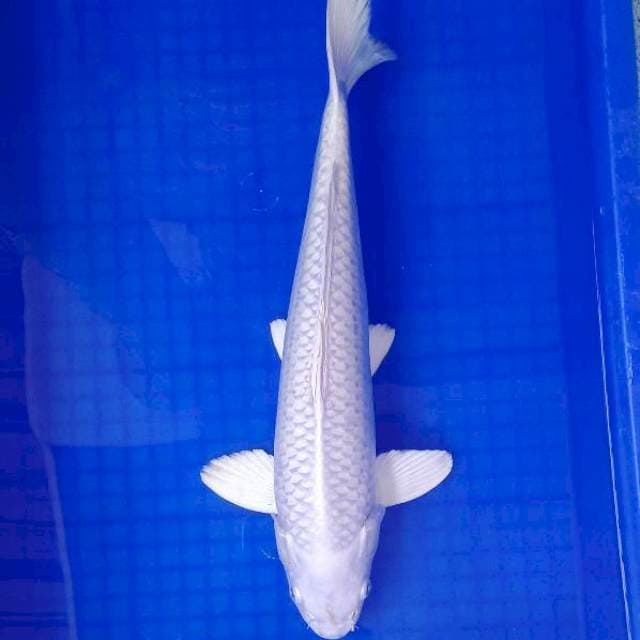 PLATINUM 43 CM