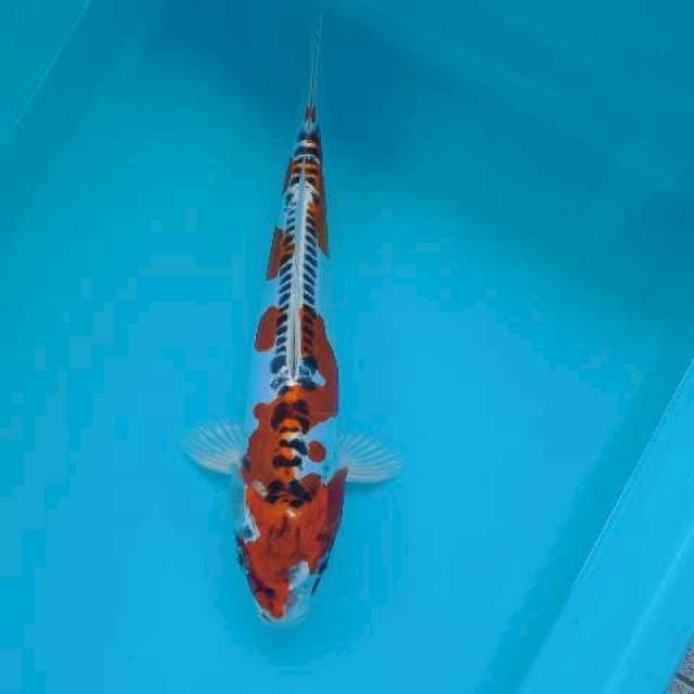 KIKOKURYU INAZUMA 30 CM