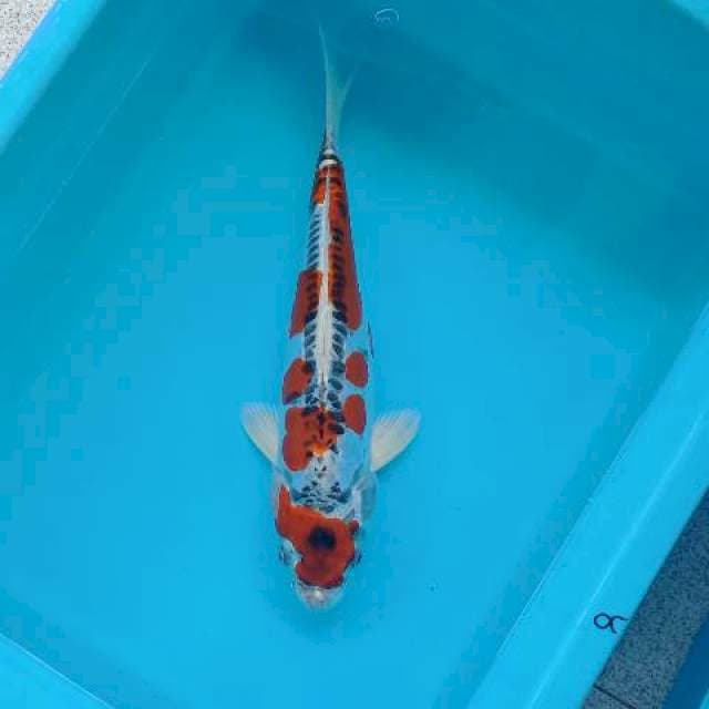 KIKOKURYU 32 CM