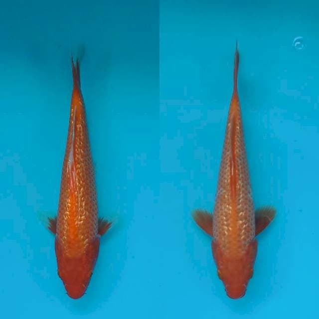 DUO BENIGOI GINRIN 22 CM