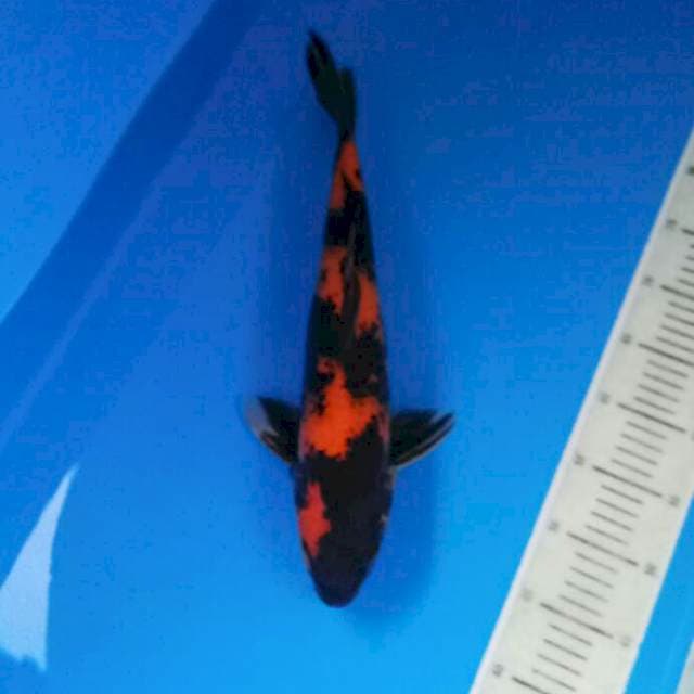 Hi Utsuri male 43 cm