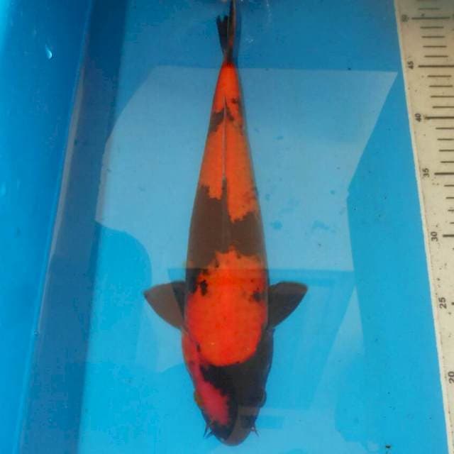 36cm RED STRONG HI UTSURI
