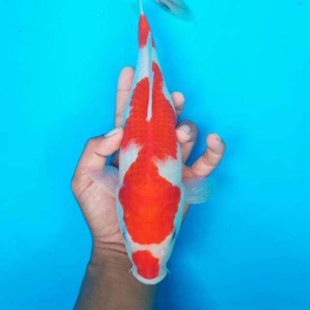KUCIBENI KOHAKU