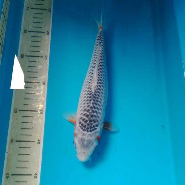 Asagi 28 cm