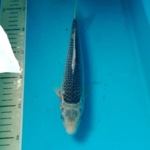 Asagi 25 cm