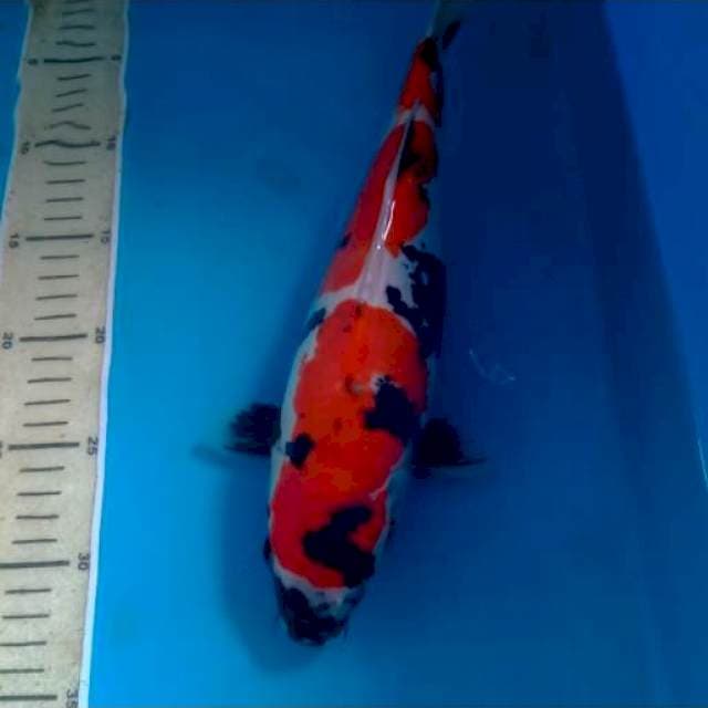 Showa Doitsu 31cm Motogoro