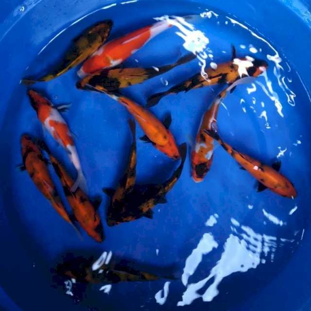 13-15cm/13ekor mix Showa utsuri