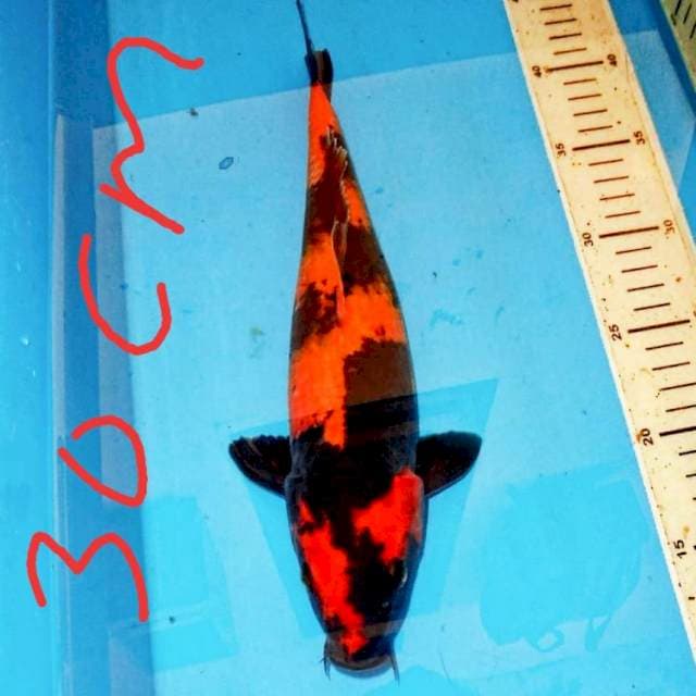 Utsuri Q show 30 cm