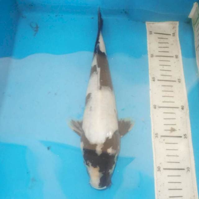 30cm SHIRO utsuri