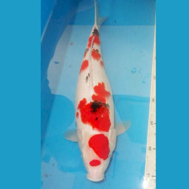 40cm SANKE HQ bohay
