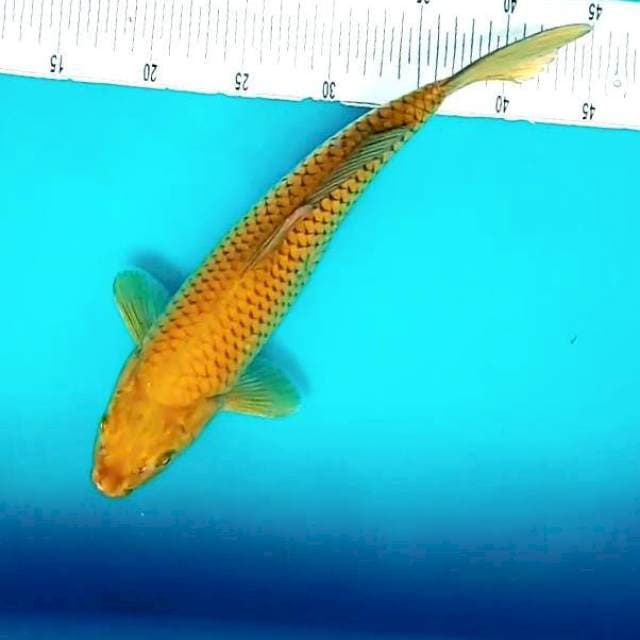 2. Big Chagoi || 37 cm