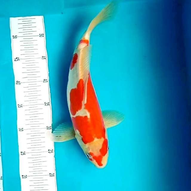 3. Kohaku Doitsu || 36 cm