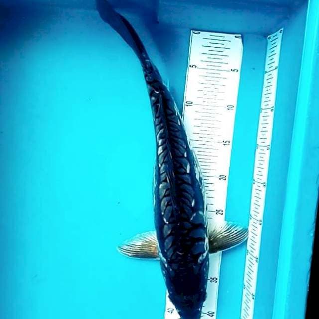 8. Black Aragoke || 45 cm