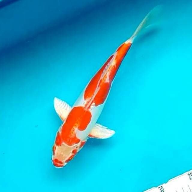 10. Kucibeni Kikushui || 30 cm