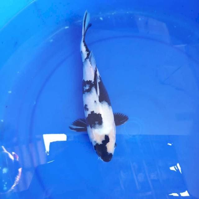 Shiro 30cm