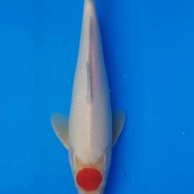 ORIGINAL TANCO KOHAKU 26CM