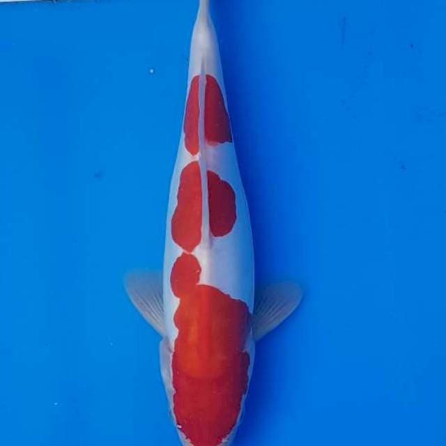 KOHAKU DOITSU MURNI 23CM