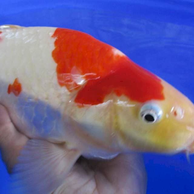 Kohakumunuk35cm