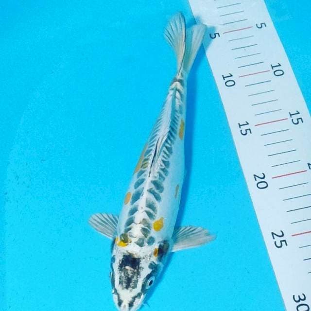 Kikko 24 cm male