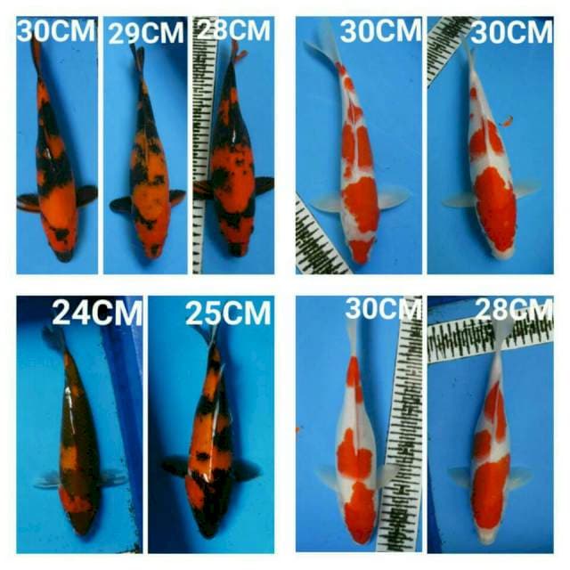 Paket kohaku,utshuri,Showa 9ekor