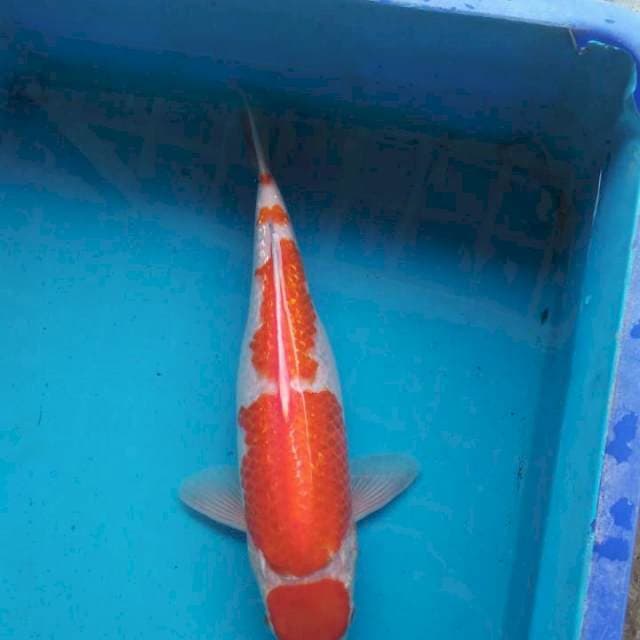 Kohaku gindrin