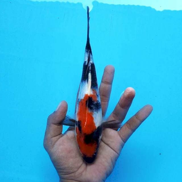 2. Showa #24cm