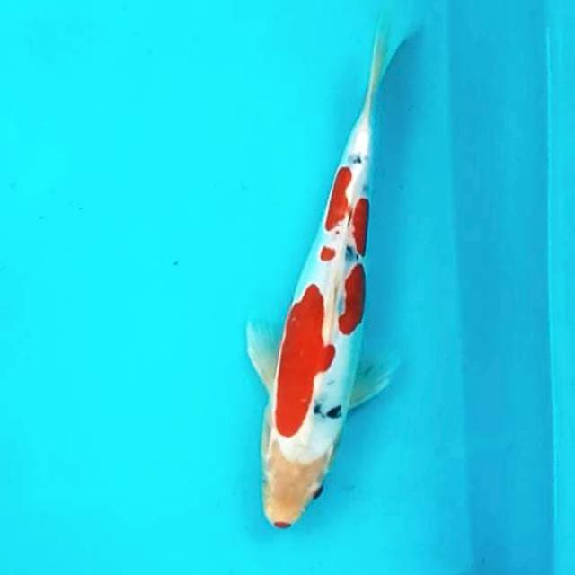 6. Sanke Doitsu #27cm