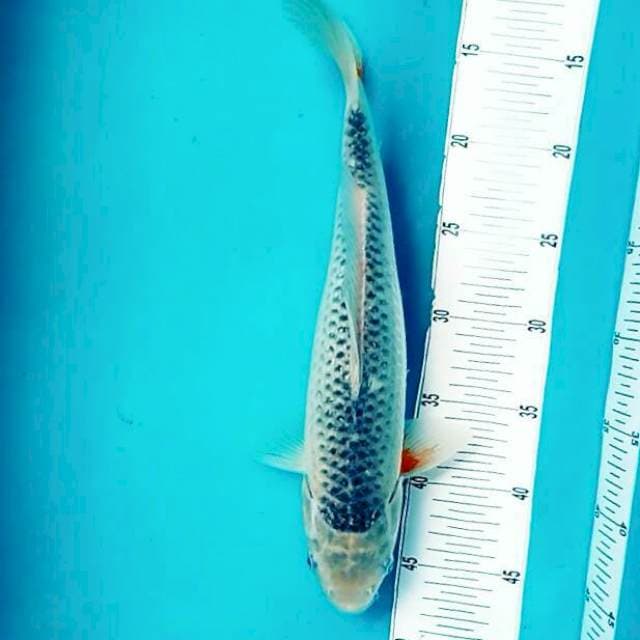 Asagi 35cm