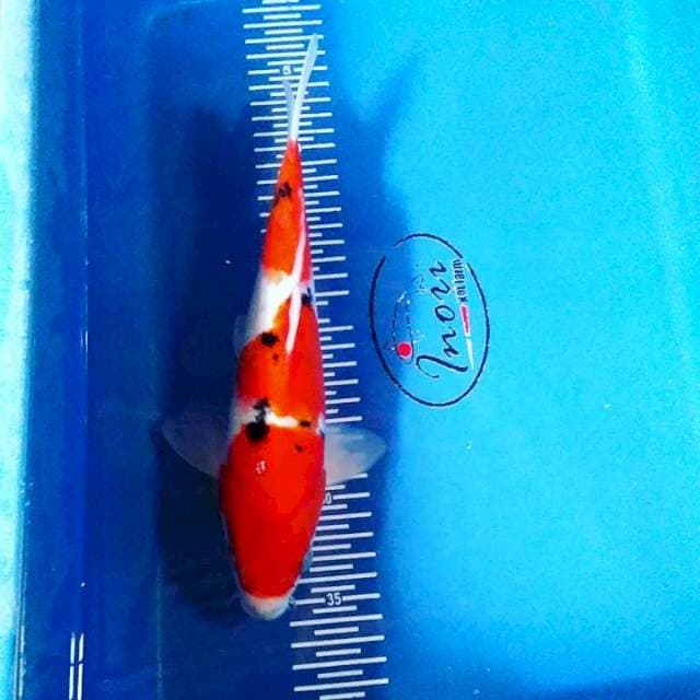 Sanke 30cm fm