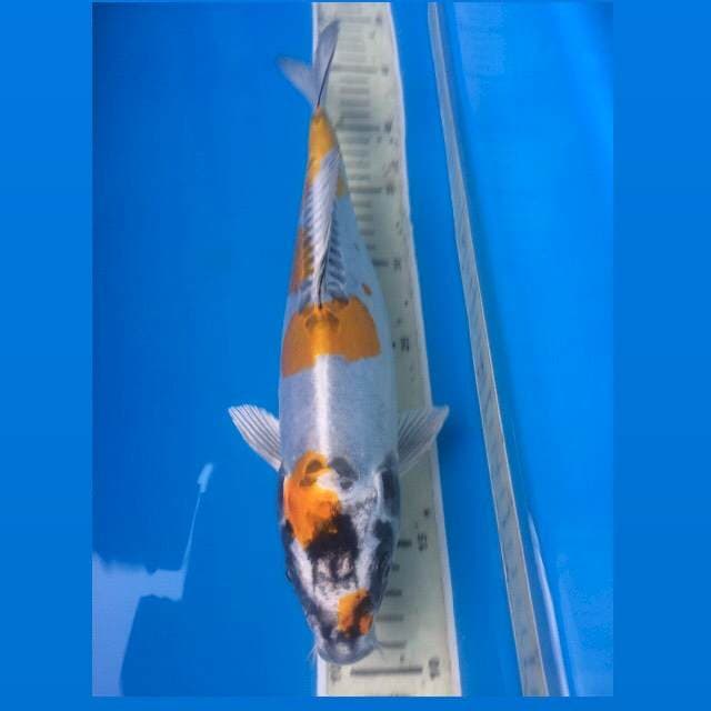 Kin kiko 33Cm