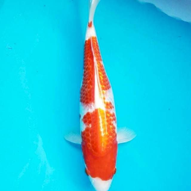 Kohaku Grindrin