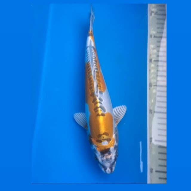 Kin Kiko 31Cm