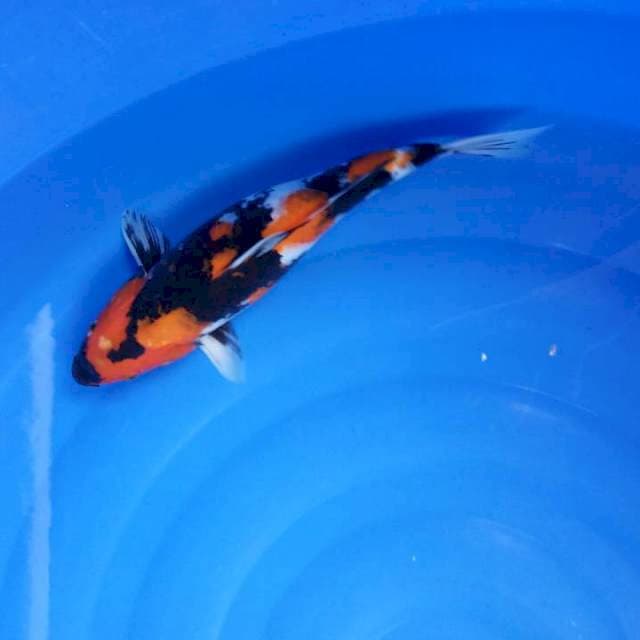 ShoWA sanshoku hitam full